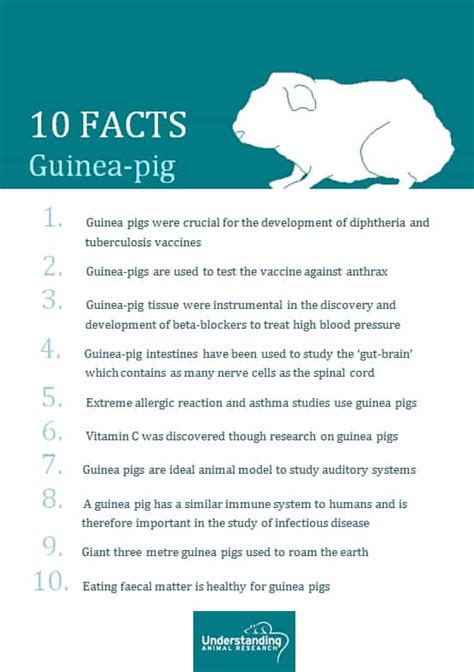 Guinea Pig 10 Facts Understanding Animal Research