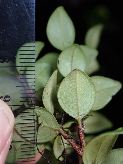 Syzygium Myrtaceae Image At Phytoimages Siu Edu