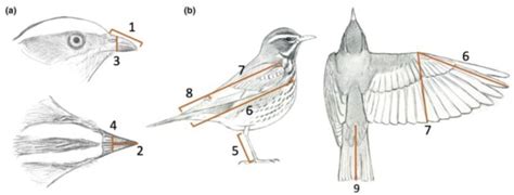 Birds With 5 Letters – Caipm