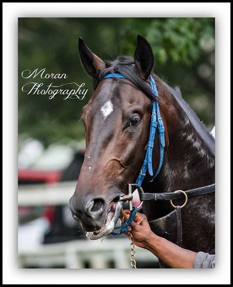 Cozmic One Zenyatta Horse Horses Horse Racing