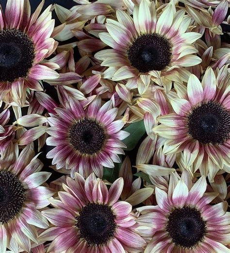 Procut Plum Rose Pink Sunflower Helianthus Annuus 20 Seeds