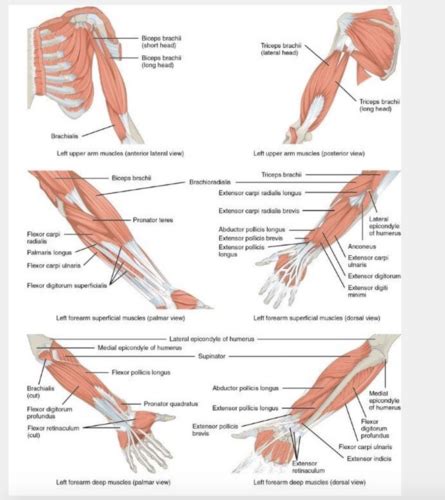 Elbow Lesson Pathologies Flashcards Quizlet