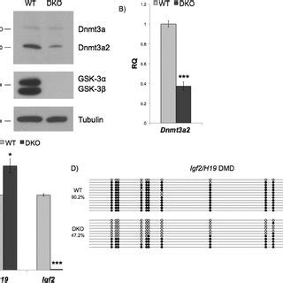 Dnmt A Expression And Dna Methylation Are Reduced In Gsk Dko Escs A