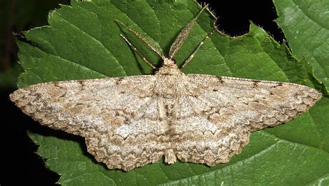 Aschgrauer Rindenspanner Hypomecis Punctinalis Aschgraue Flickr