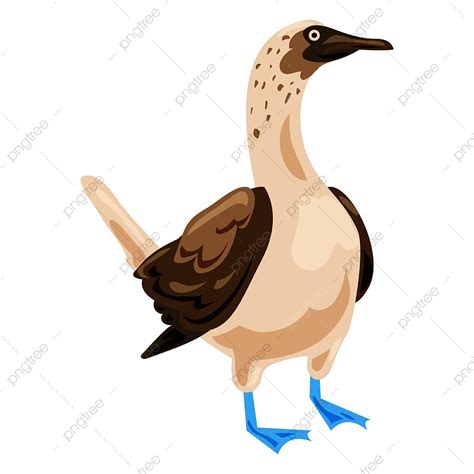 Boobies Clipart Transparent Background Blue Footed Booby Icon Cartoon