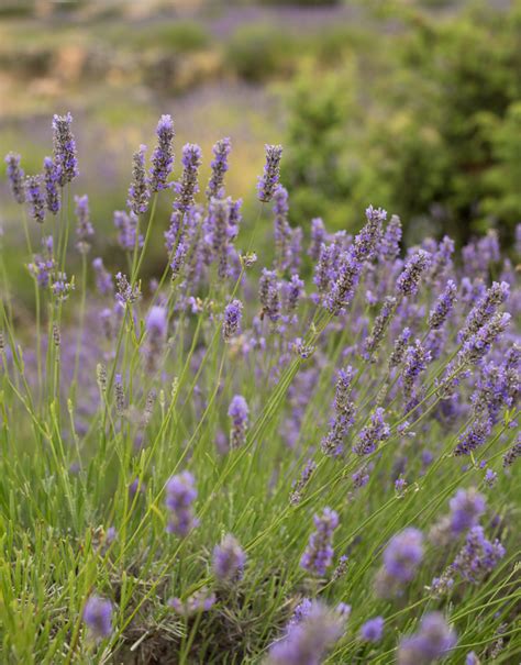 The Island of Lavender. Hvar! - Marshalls Abroad