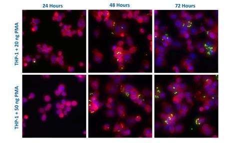 Macrophage Based Assays Cellomatics Biosciences