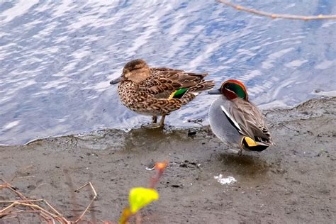 Ente Stockente See Kostenloses Foto Auf Pixabay