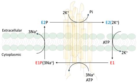 Molecules Free Full Text Protein Interaction And Na K Atpase