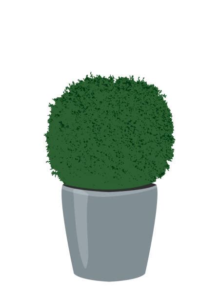 Boxwood Shrubs Silhouette Illustrations Royalty Free Vector Graphics