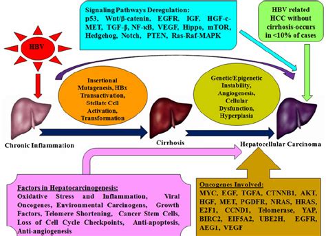 Oncogenetic Scheme In Hbv Mediated Hcc Hbv Progresses To Hcc Via