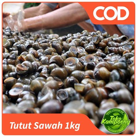 Jual Tutut Sawah Kg Shopee Indonesia