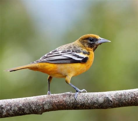 Fakta Unik Baltimore Oriole Burung Yang Berwarna Mencolok