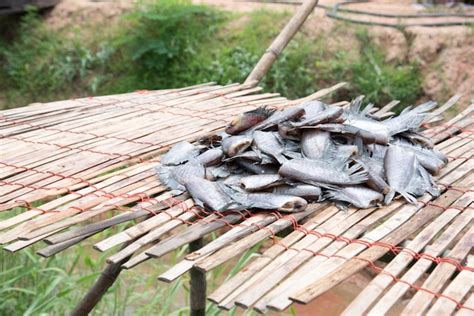 Muchos Pescados Salados Secados Llamaron El Pectoralis De Trichogaster