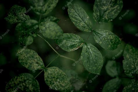 Premium Photo | Green leaves texture. nature wallpaper