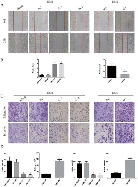 Itga5 Promotes The Migration And Invasion Of Oscc A The