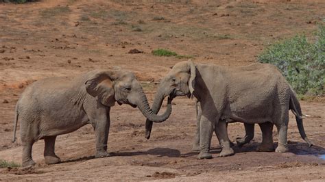 Loxodonta Africana African Savanna Elephan Flickr