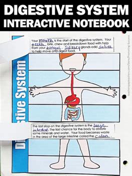 Digestive System Activity Foldable Body Systems Interactive Notebook