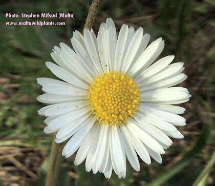 Bellis Sylvestris Southern Daisy MaltaWildPlants The Online