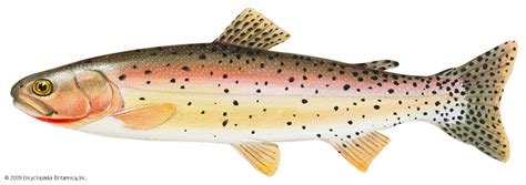 trout types habits habitats britannica