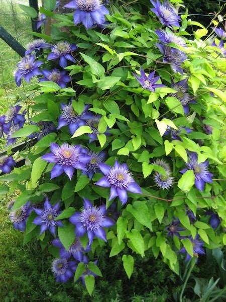 Clematis Multi Blue Double Blue Clematis Early Flowered Clematis