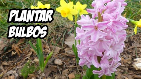 Como Plantar Bulbos En El Huerto O Jard N La Huerta De Ivan