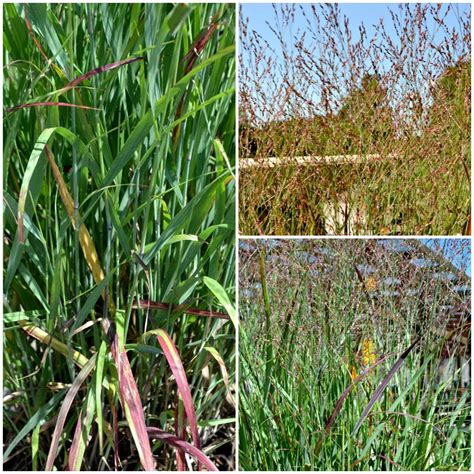 4 Great Grasses For Your Garden Fairview Garden Center