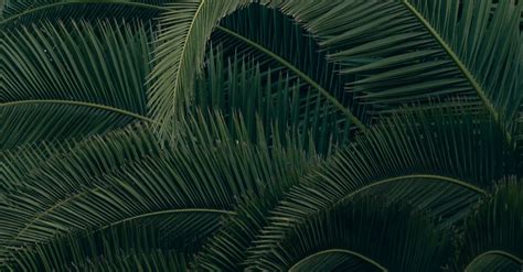 Green Palm Leaves · Free Stock Photo