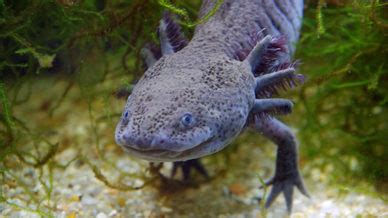 Endangered Species 4: Axolotl