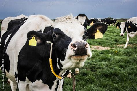 Holstein Cow Face