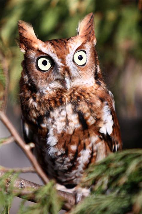 Eastern Screech Owl Red Phase Stock Photo Image Of Bird Animal