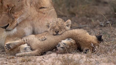 Baby Lion With Mom