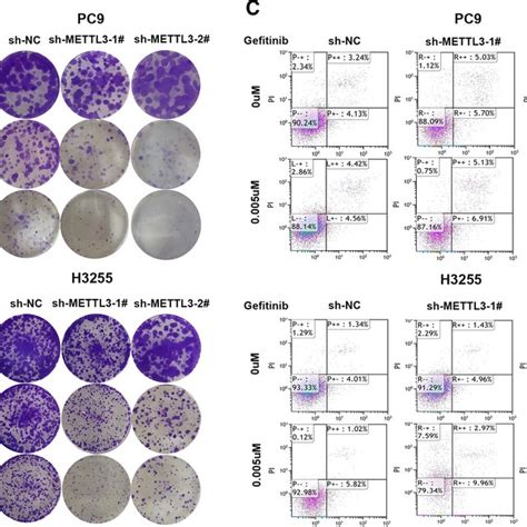 Effect Of METTL3 Knockdown On The Lung Adenocarcinoma Cell