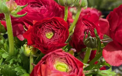 Ranunculus Main Wholesale Florist