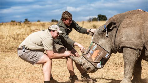 Project Puts Radioactive Pellets Into Rhino Horns To Deter Poaching