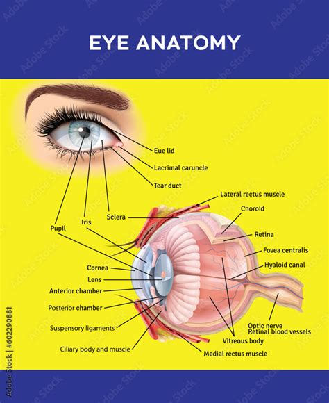 Anatomy of the human eye Stock Vector | Adobe Stock