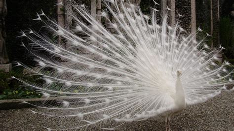 Beautiful White Peacock HD desktop wallpaper : Widescreen : High ...