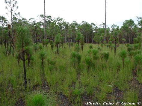 Pinus palustris - Description | CG Encyclopedia