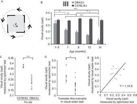 Age Dependent Decrease Of Visual Acuity In Dba J Mice Measured By An