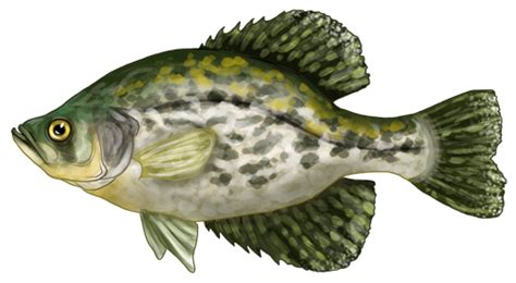 Crappie By Zroya21 On Deviantart