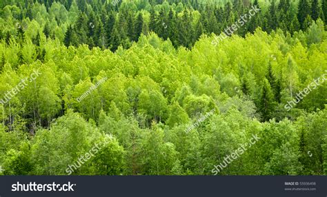 3,683 Boreal conifer Images, Stock Photos & Vectors | Shutterstock