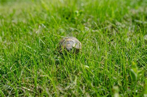 Turtle In The Grass Terrestrial Spotted Brown Turtle Among Green