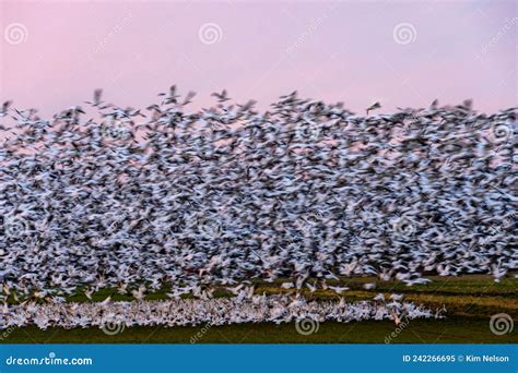 Flock Of Migratory Red Crested Pochard Flying On Lake Freshwater And