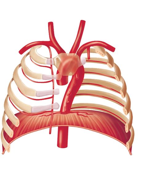 Branches of the Aorta - Thoracic Aorta, Anterior View Diagram | Quizlet