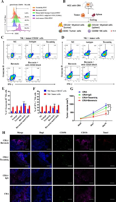 Bavencio Induces More Pd L1 High Cd11b þ Myeloid Cells Killing Than