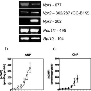 Molecular and pharmacological characterization of natriuretic peptide... | Download Scientific ...