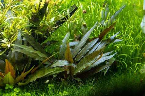 Cryptocoryne Beckettii Petchii Aquariumpflanzen Günstig Online Kaufen