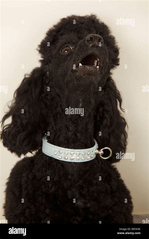 Toy Poodle Black Hi Res Stock Photography And Images Alamy