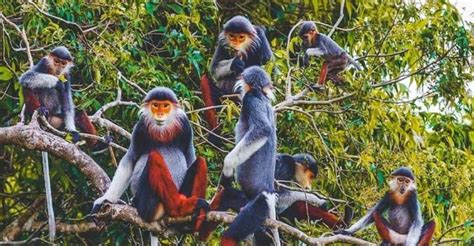 From Ninh Binh Cuc Phuong National Park Group Day Tour