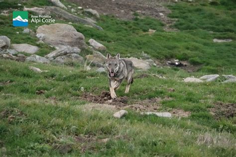 L Ibrido Lupo Cane Benny Stato Operato E Liberato Sulle Alpi Cozie